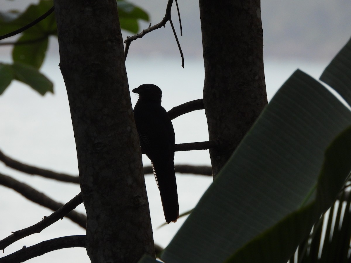 trogon zelenohřbetý - ML227291341