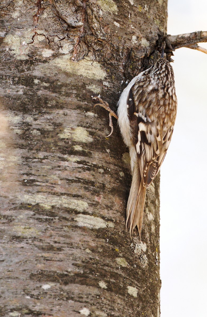 Brown Creeper - ML227292221