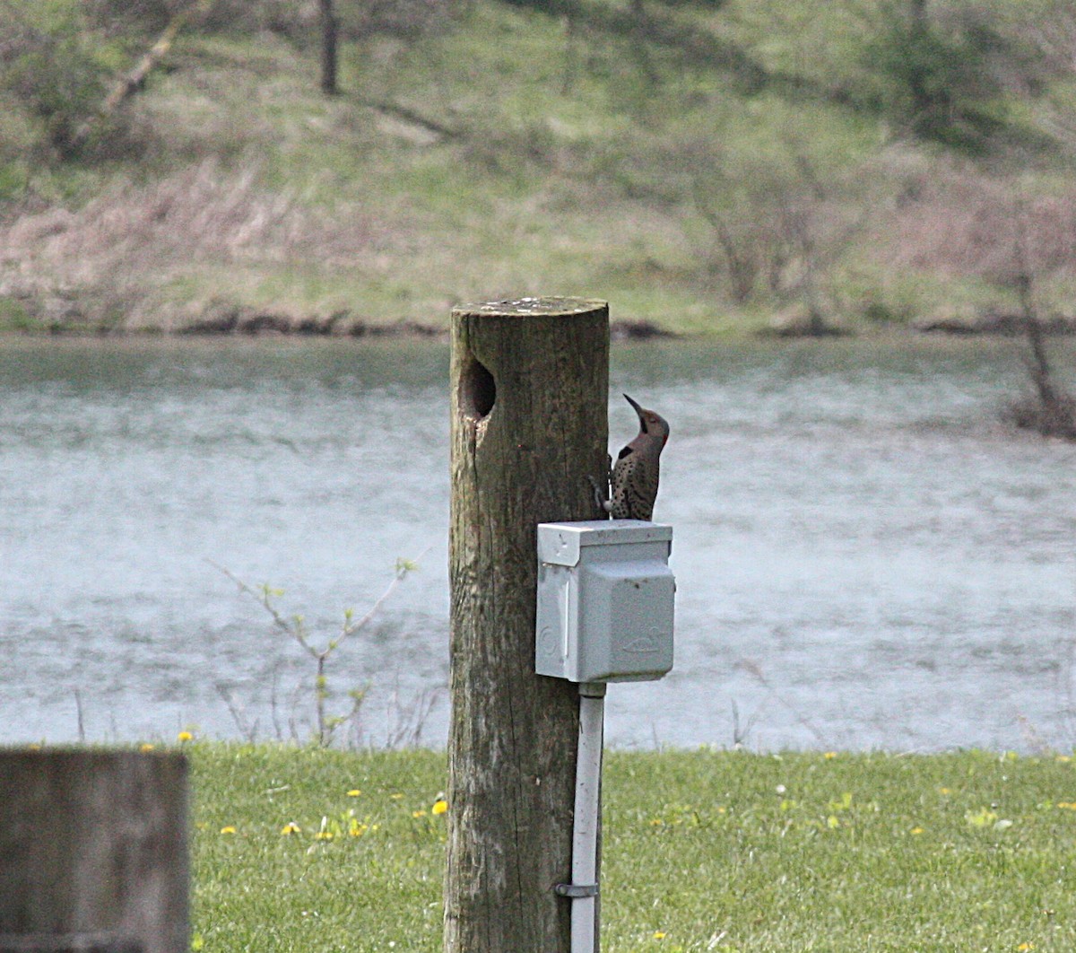 Northern Flicker - ML227294011