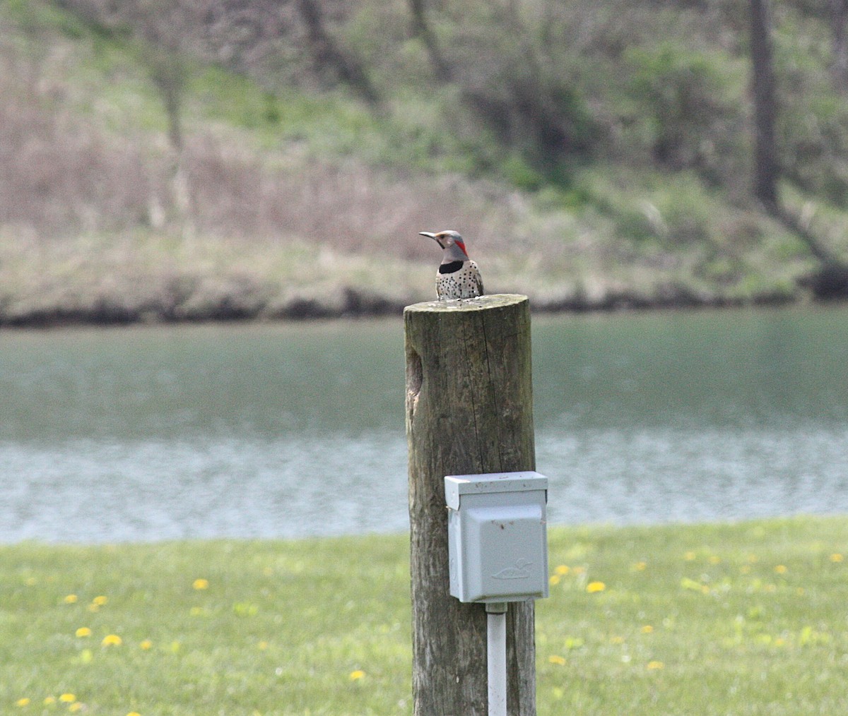 Northern Flicker - ML227294231