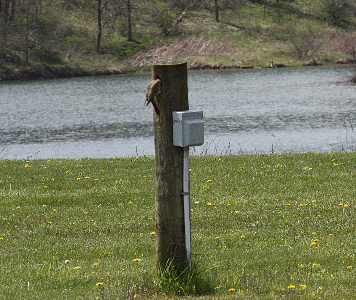 Northern Flicker - ML227294281
