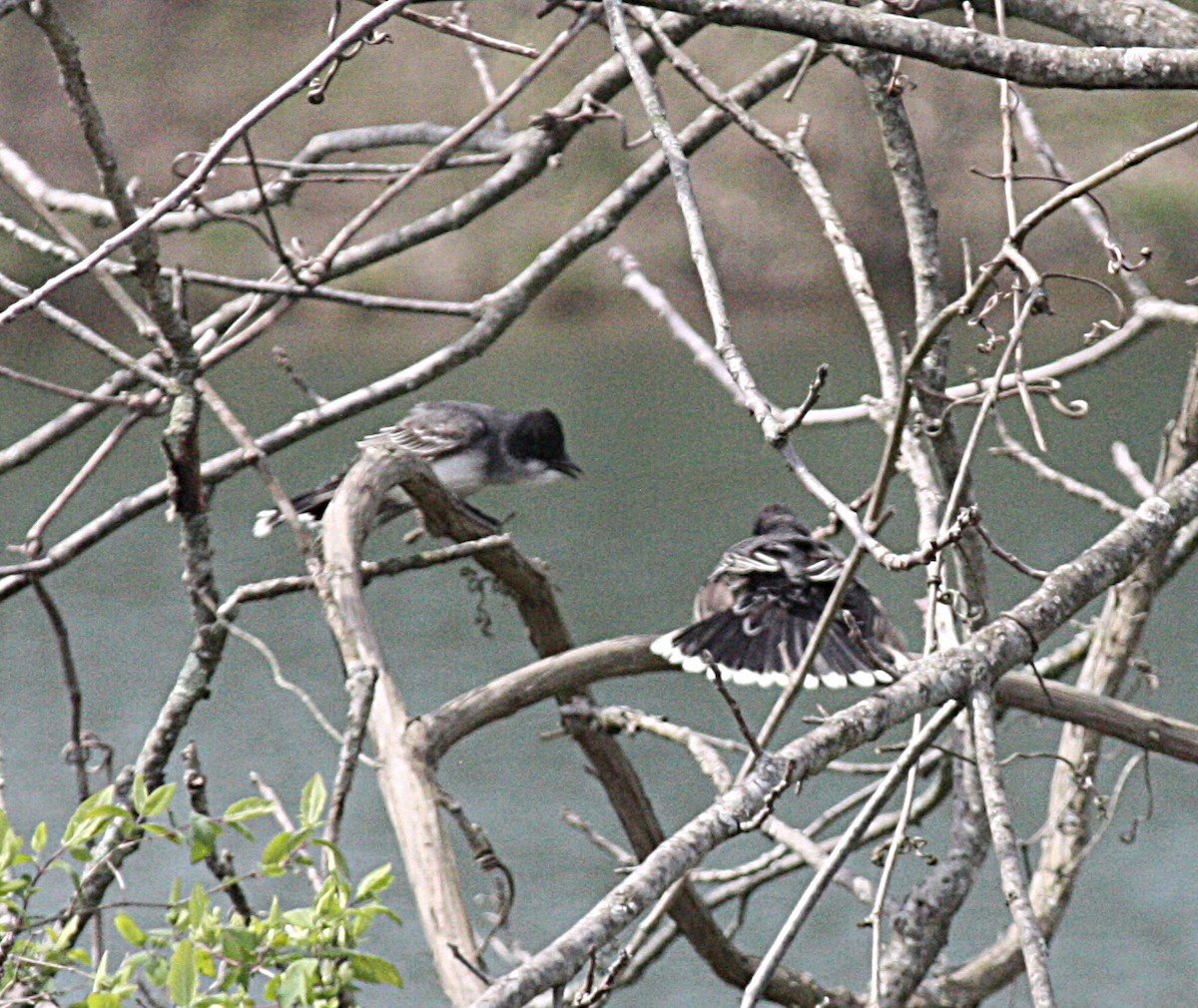 Eastern Kingbird - ML227294671