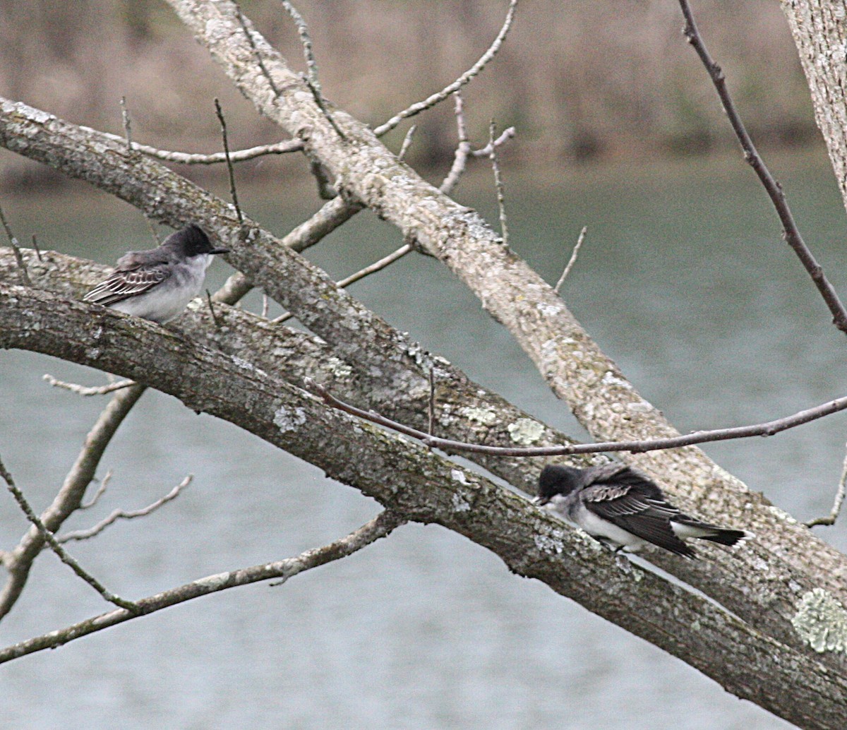 Eastern Kingbird - ML227294691