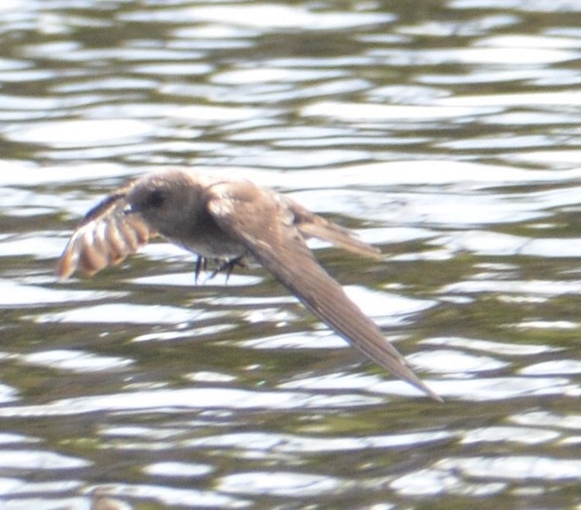 Northern Rough-winged Swallow - ML227294991