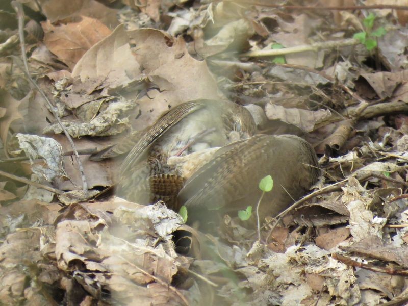 Northern House Wren - ML227295551