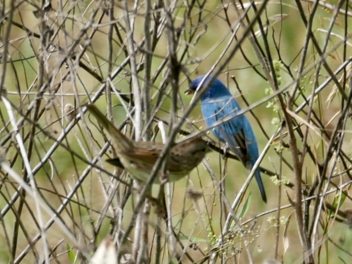 Indigo Bunting - ML227297871