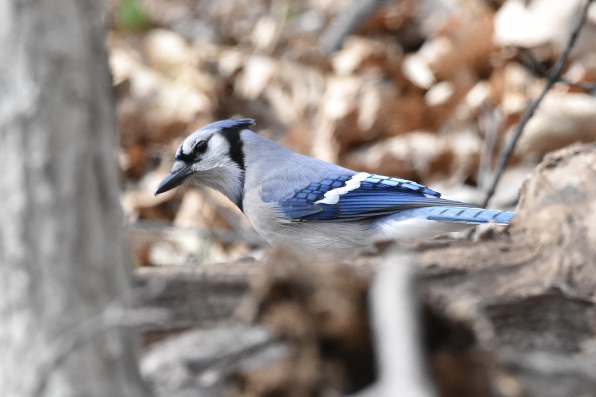 Blue Jay - ML227299331