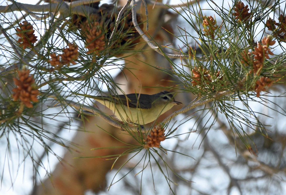 Warbling Vireo - ML227301241