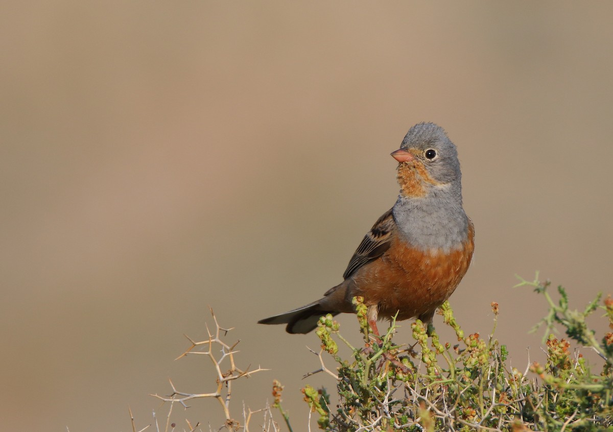 Cretzschmar's Bunting - Thanasis Tsafonis