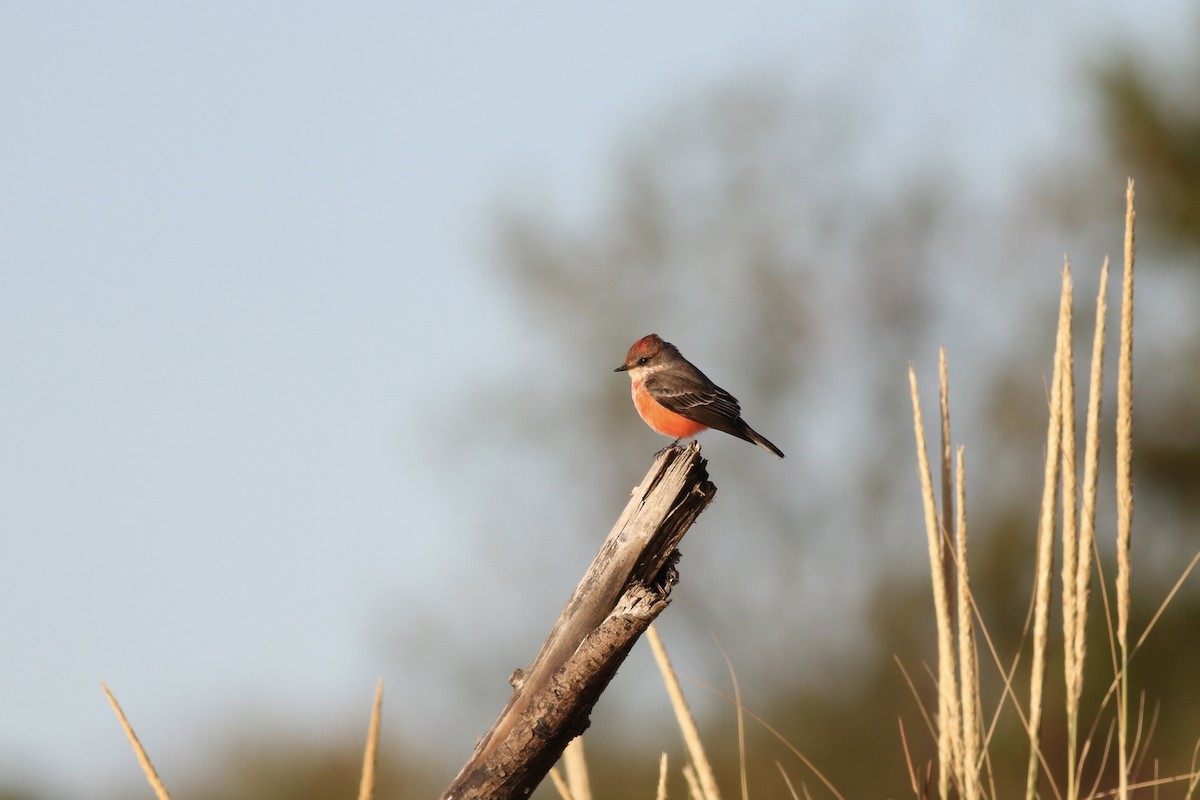 Vermilion Flycatcher - Milton Collins