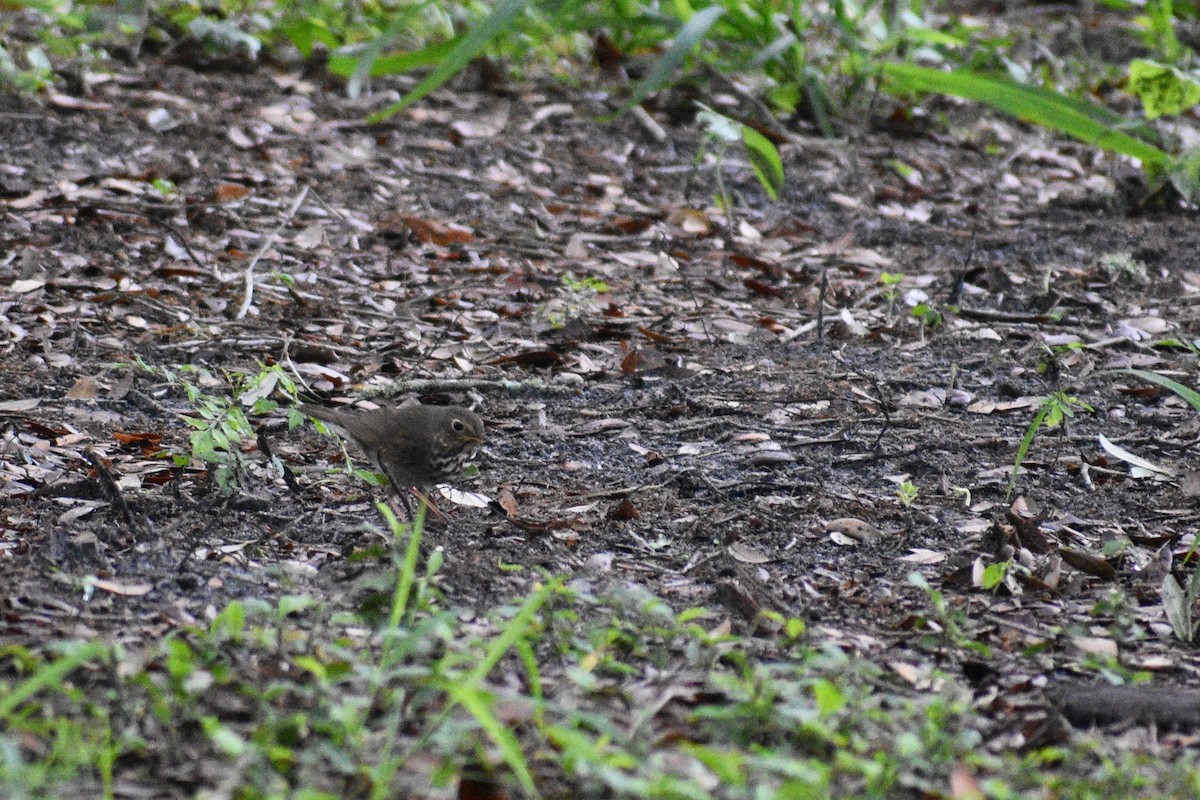 Swainson's Thrush - ML227309651