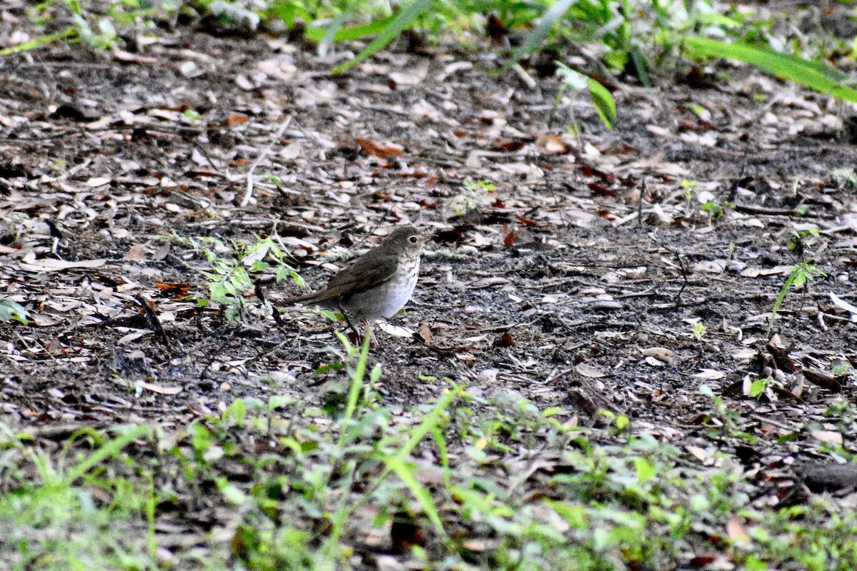 Swainson's Thrush - ML227310271