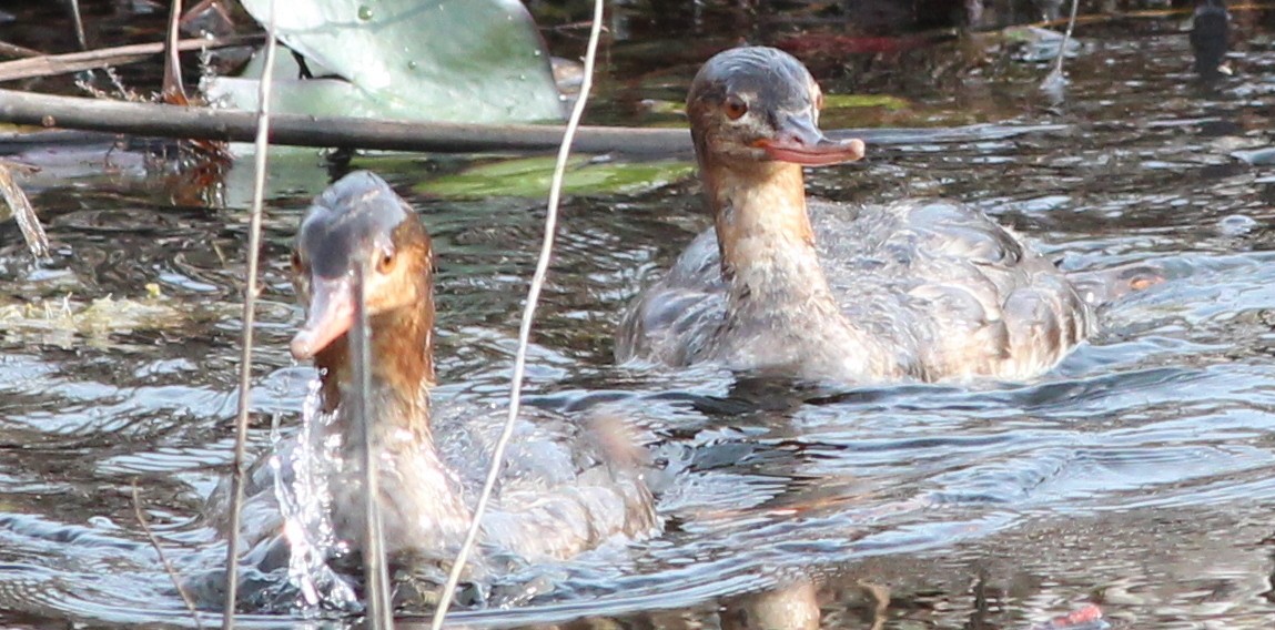 Red-breasted Merganser - Gary Leavens