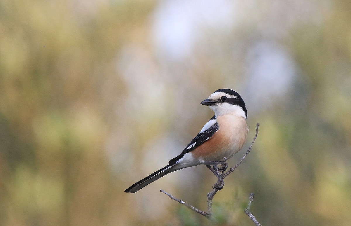 Masked Shrike - ML227311111