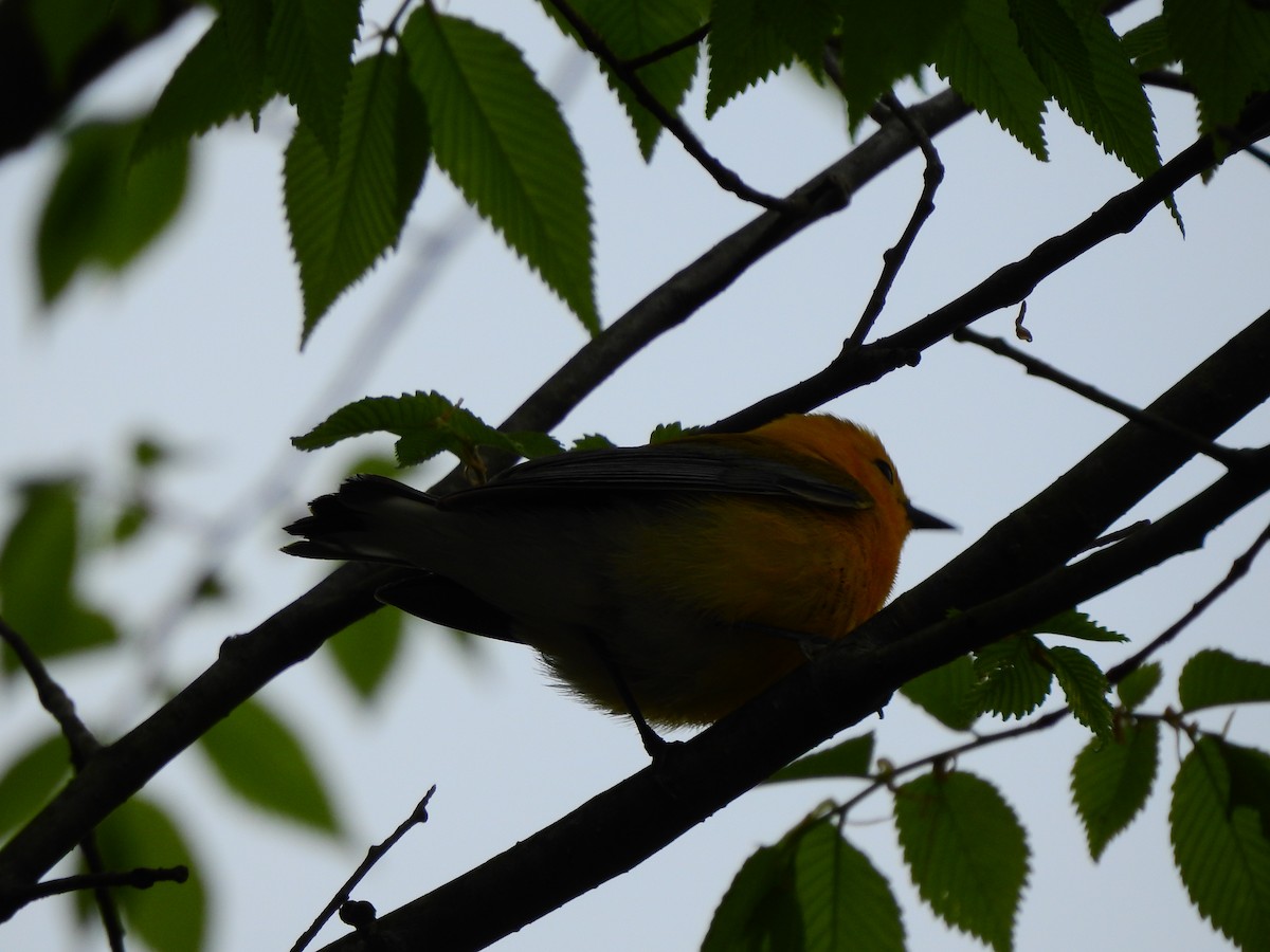 Prothonotary Warbler - ML227311941