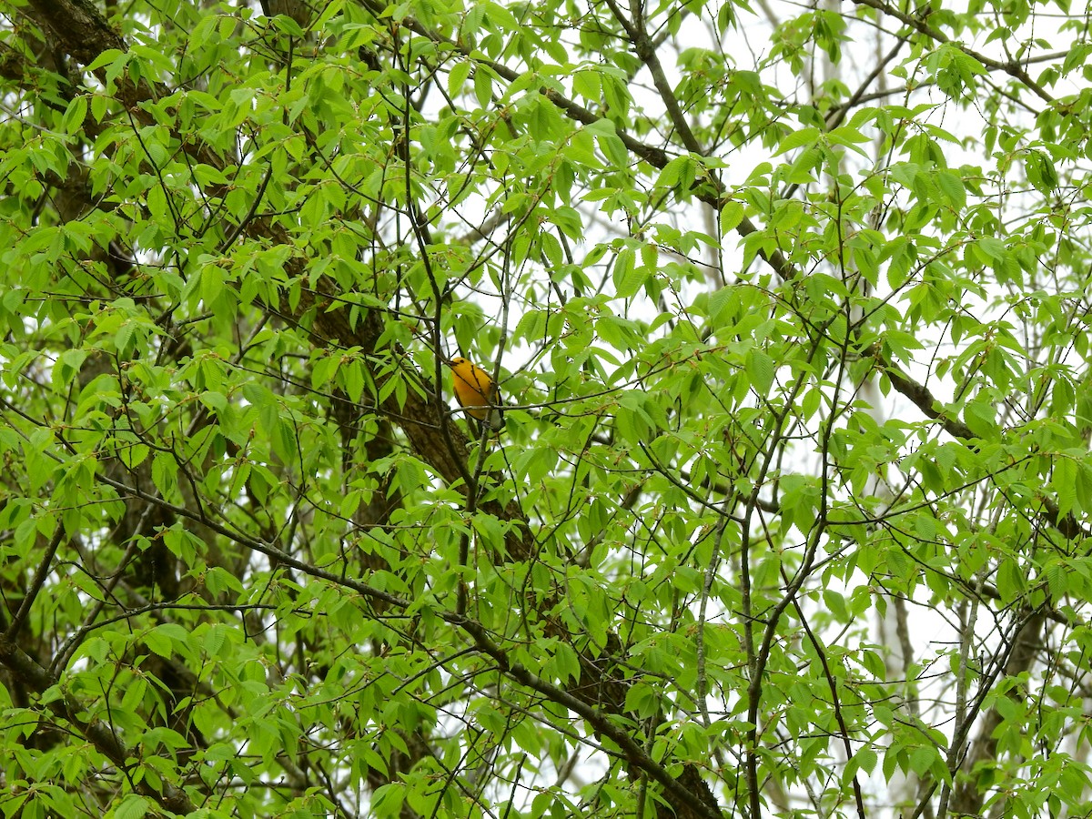 Prothonotary Warbler - ML227311981