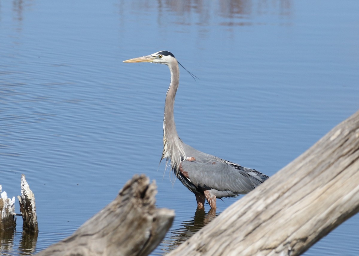 Great Blue Heron - ML227312331