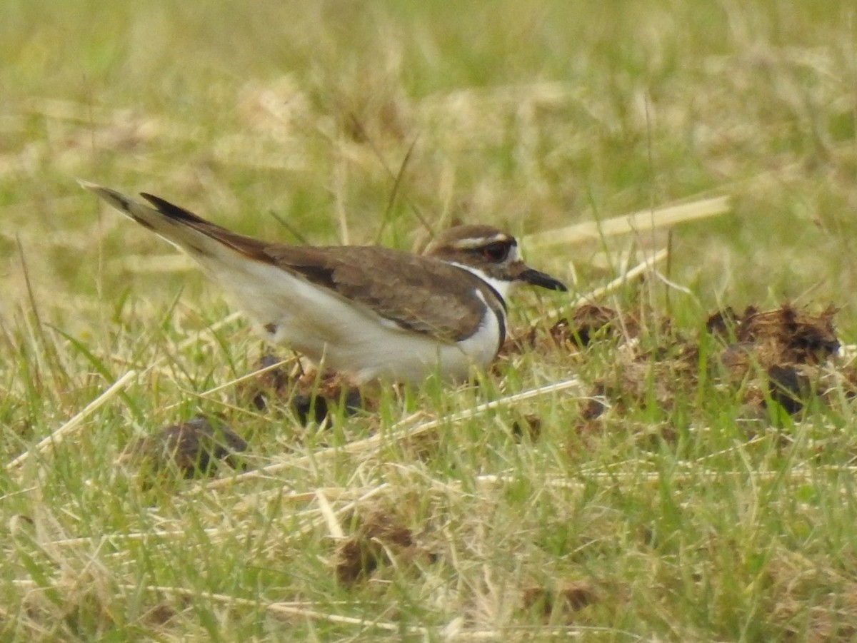 Killdeer - ML227314671