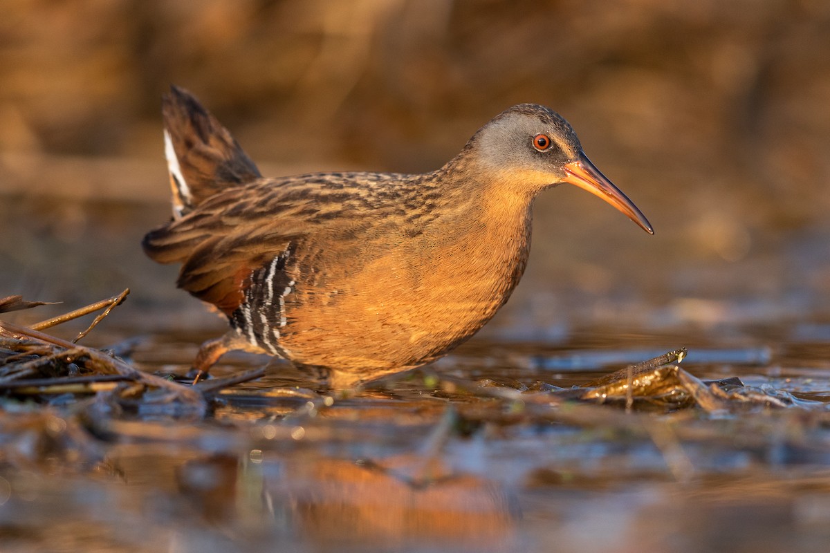 Virginia Rail - ML227314891