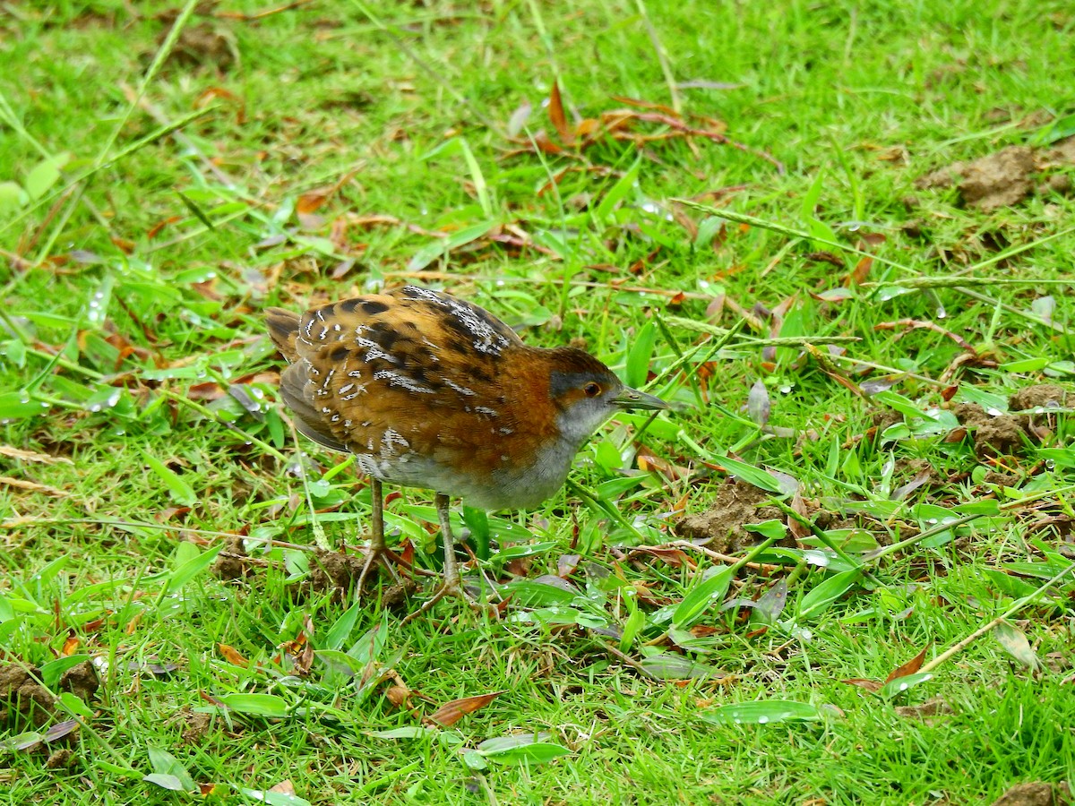 Baillon's Crake - ML227316451