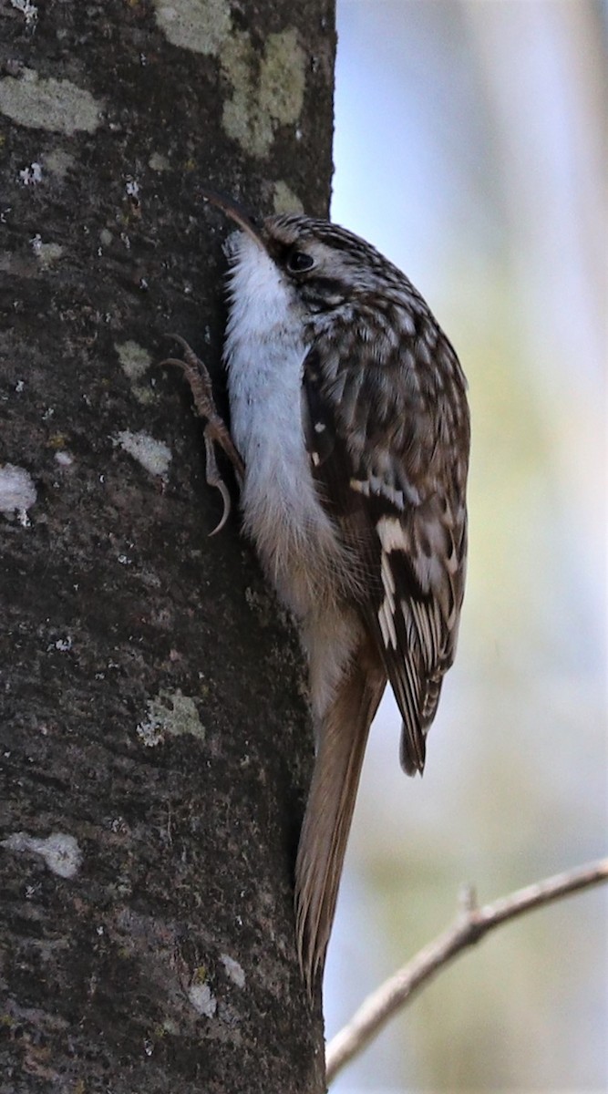 Brown Creeper - ML227316531