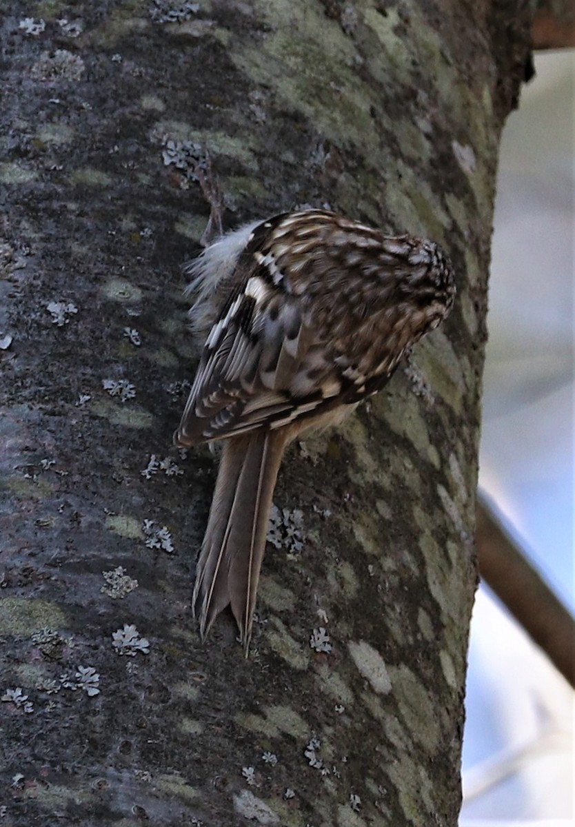 Brown Creeper - ML227316541