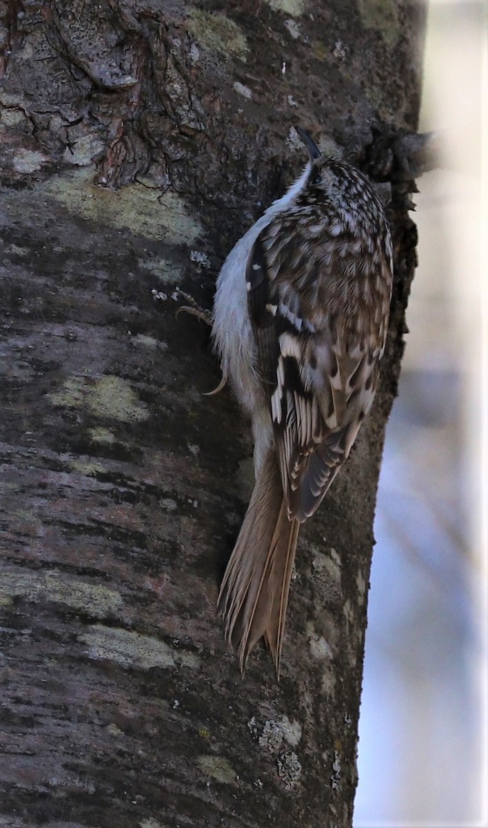 Brown Creeper - ML227316551