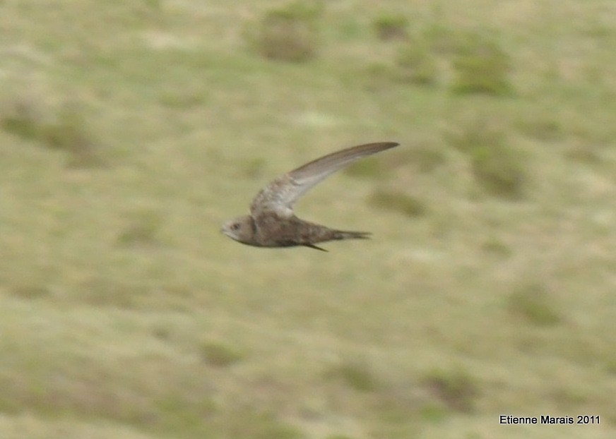 Common Swift - Etienne Marais