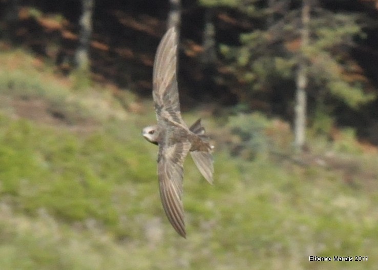 Common Swift - ML227318031