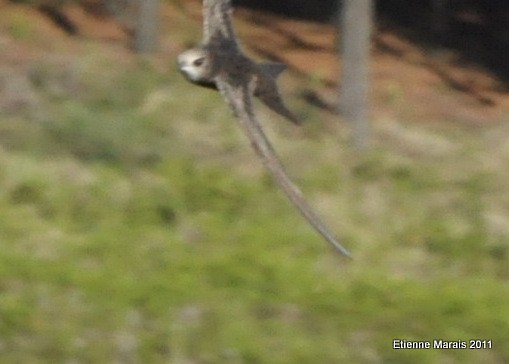 Common Swift - Etienne Marais