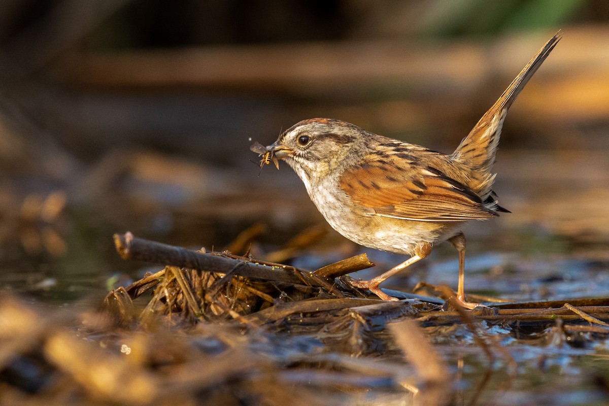 Swamp Sparrow - Brad Imhoff