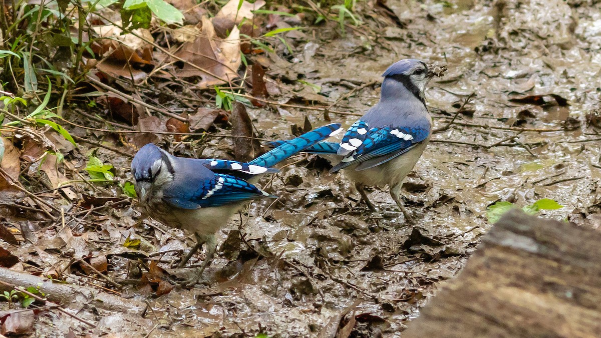 Blue Jay - Todd Kiraly