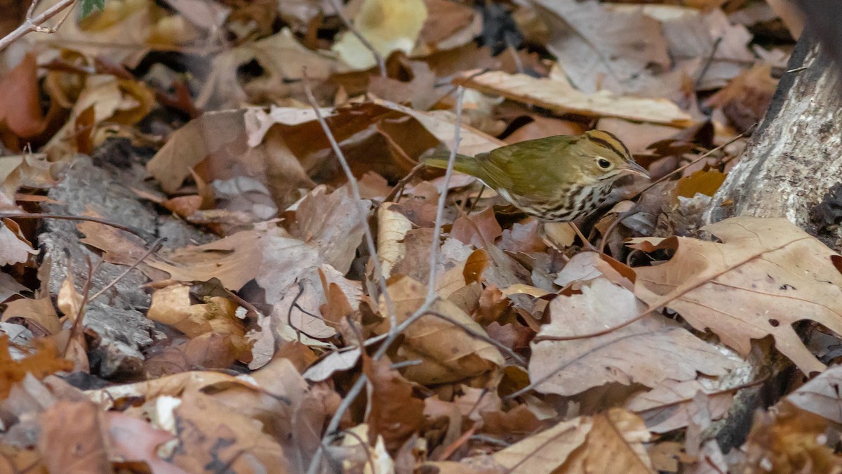 Ovenbird - Todd Kiraly