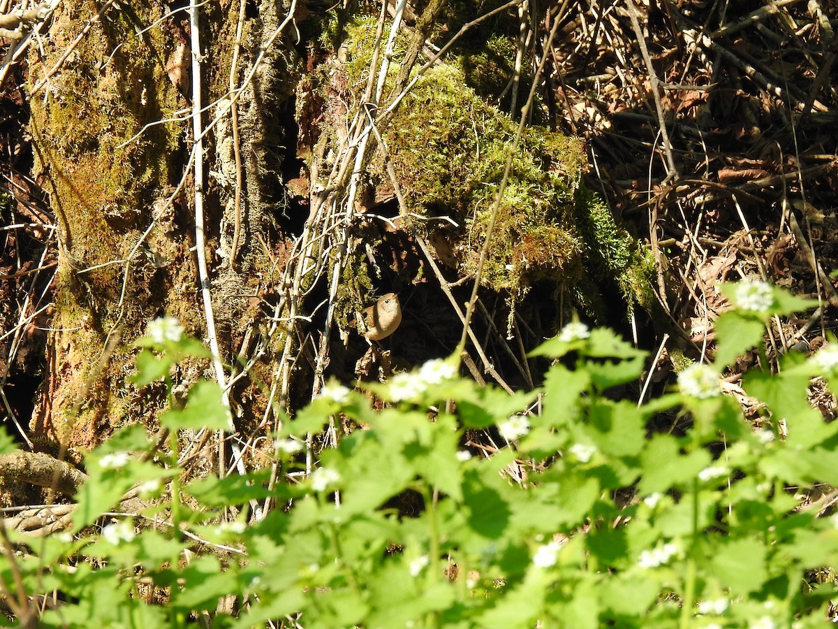 Northern House Wren - ML227319481
