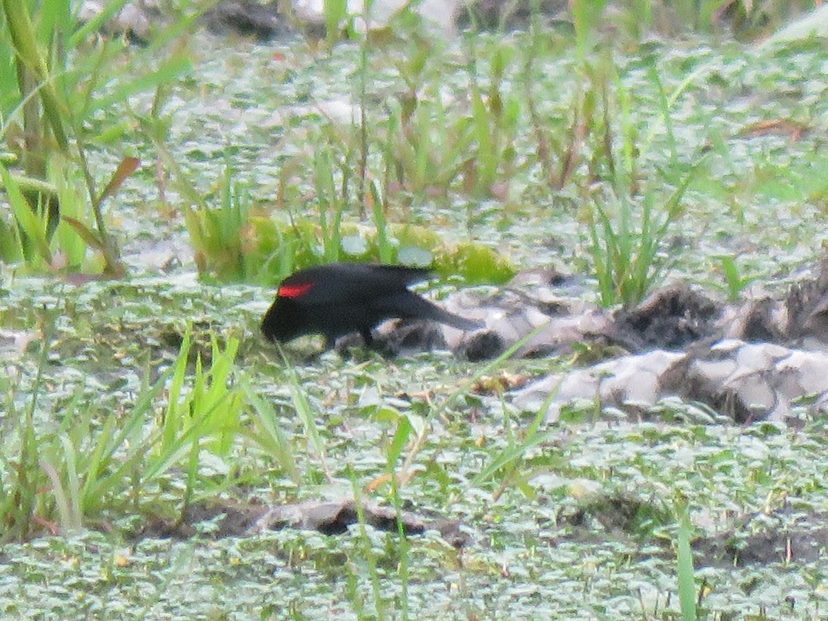 Red-winged Blackbird (California Bicolored) - ML227319981