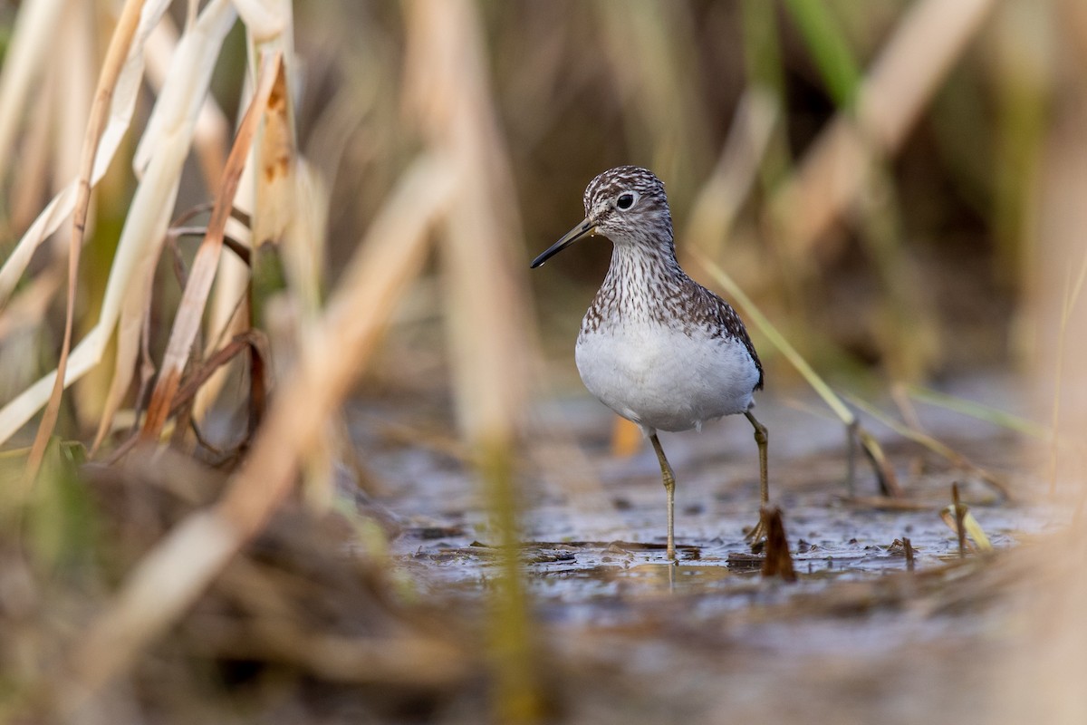 Solitary Sandpiper - Brad Imhoff