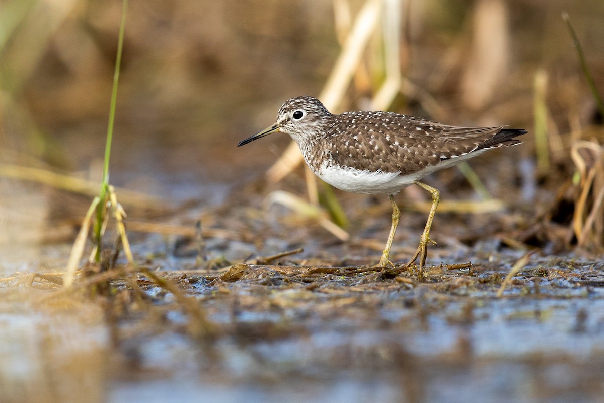 Solitary Sandpiper - ML227320191