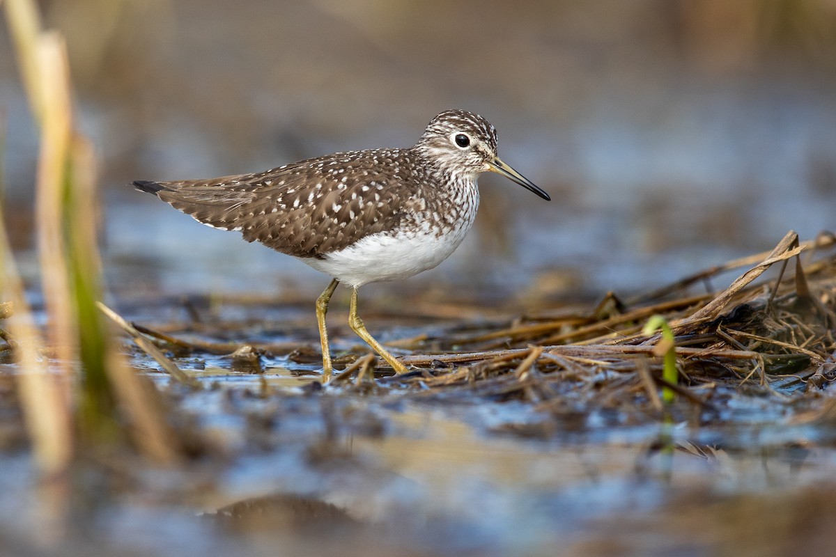 Solitary Sandpiper - ML227320211