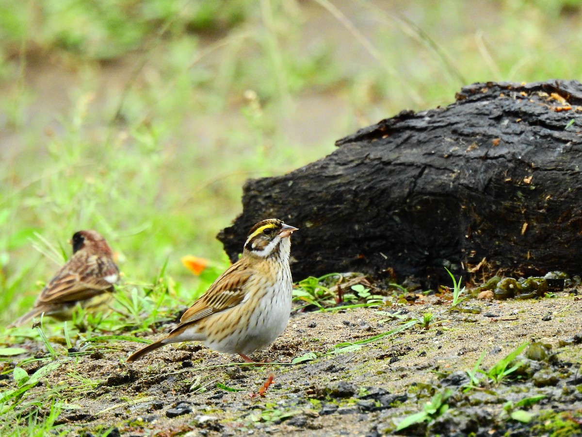 Yellow-browed Bunting - Stanley Su