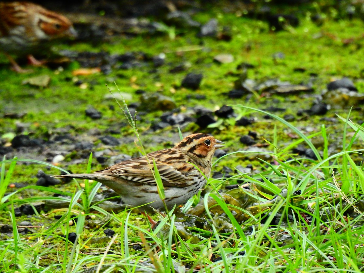 Little Bunting - Stanley Su