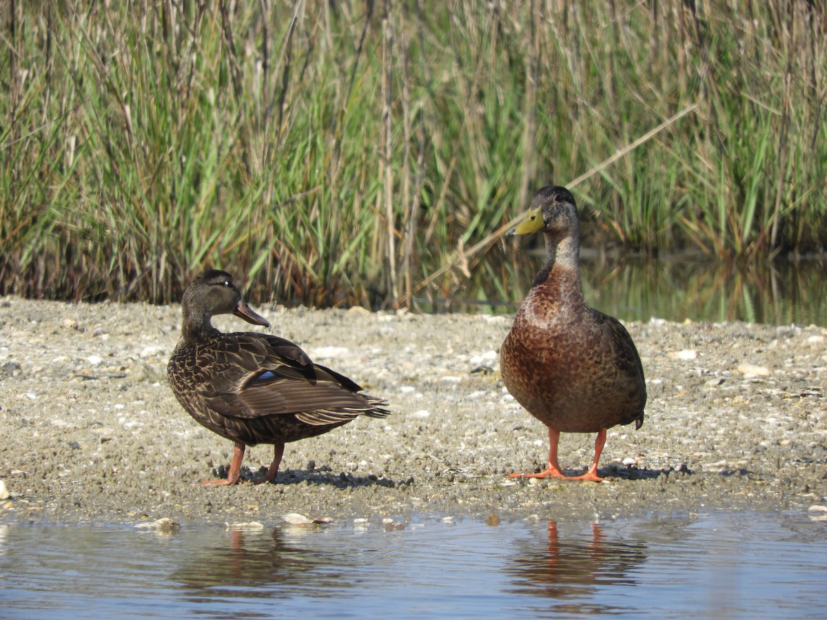 Mallard/Mottled Duck - ML227323681