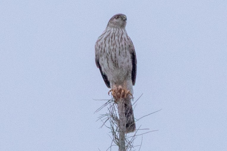 Sharp-shinned Hawk - ML227325381