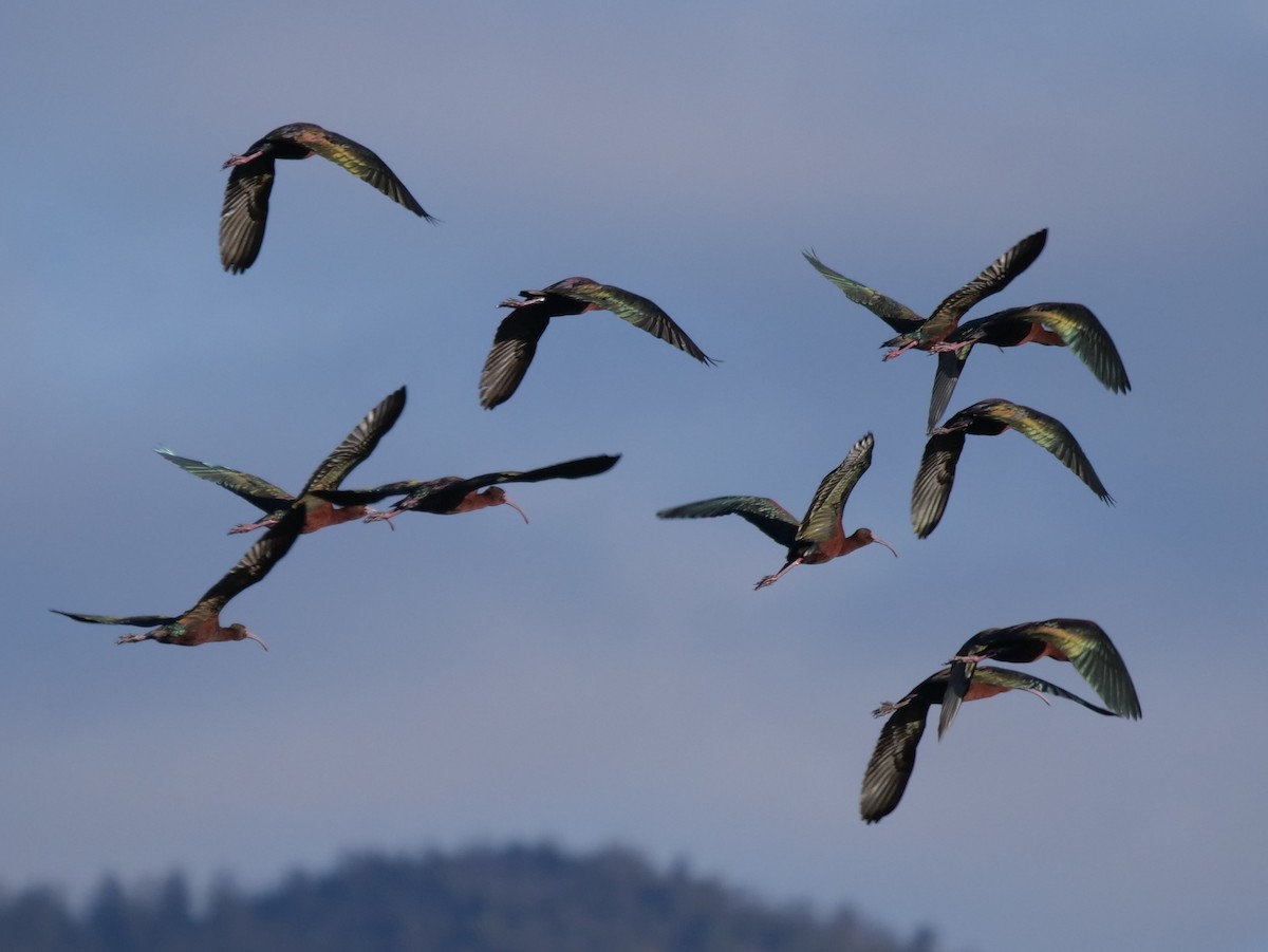 White-faced Ibis - Chris Gilbert