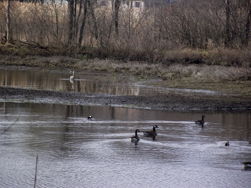 Bufflehead - ML227326621