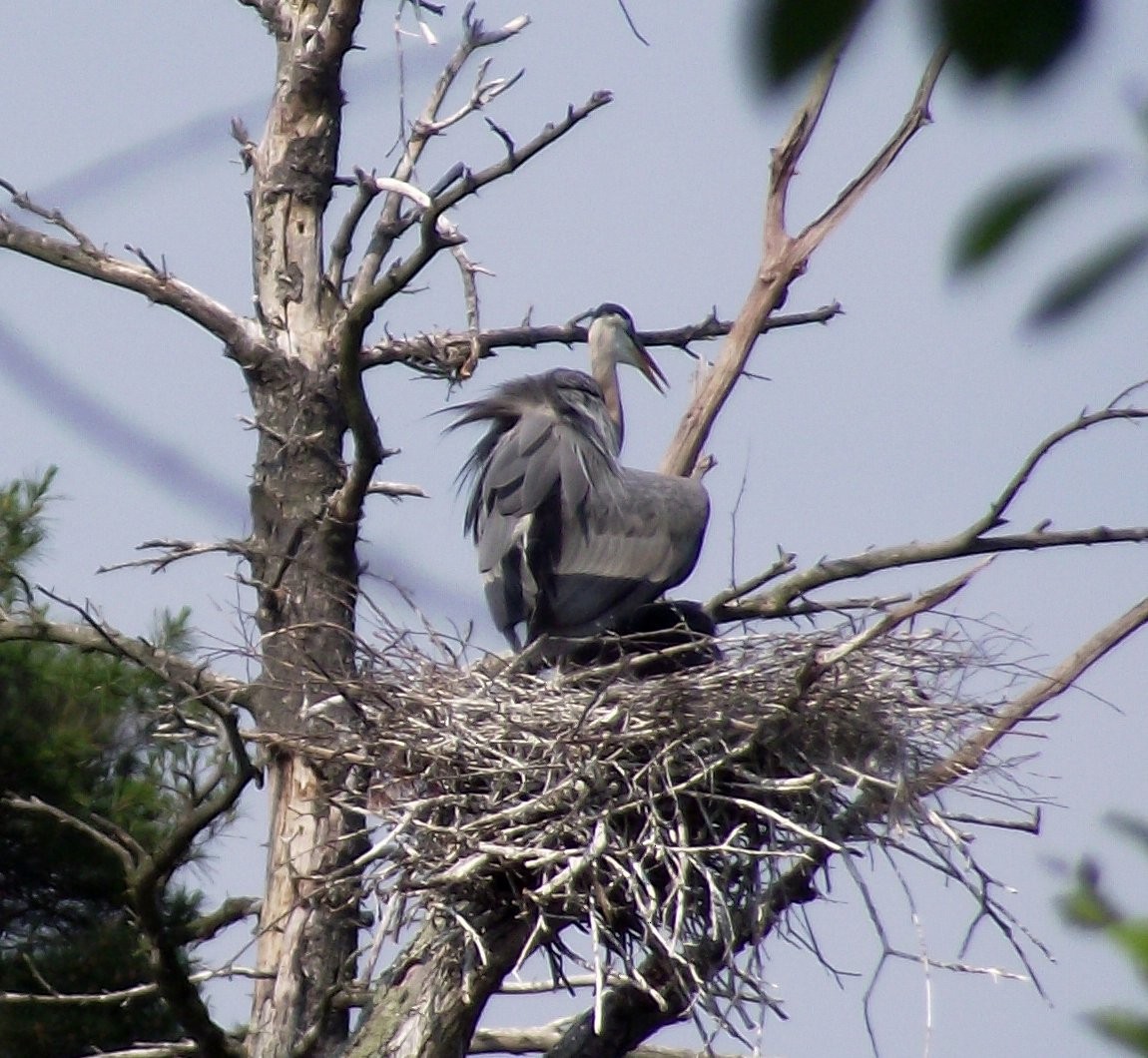 Great Blue Heron - ML227327291