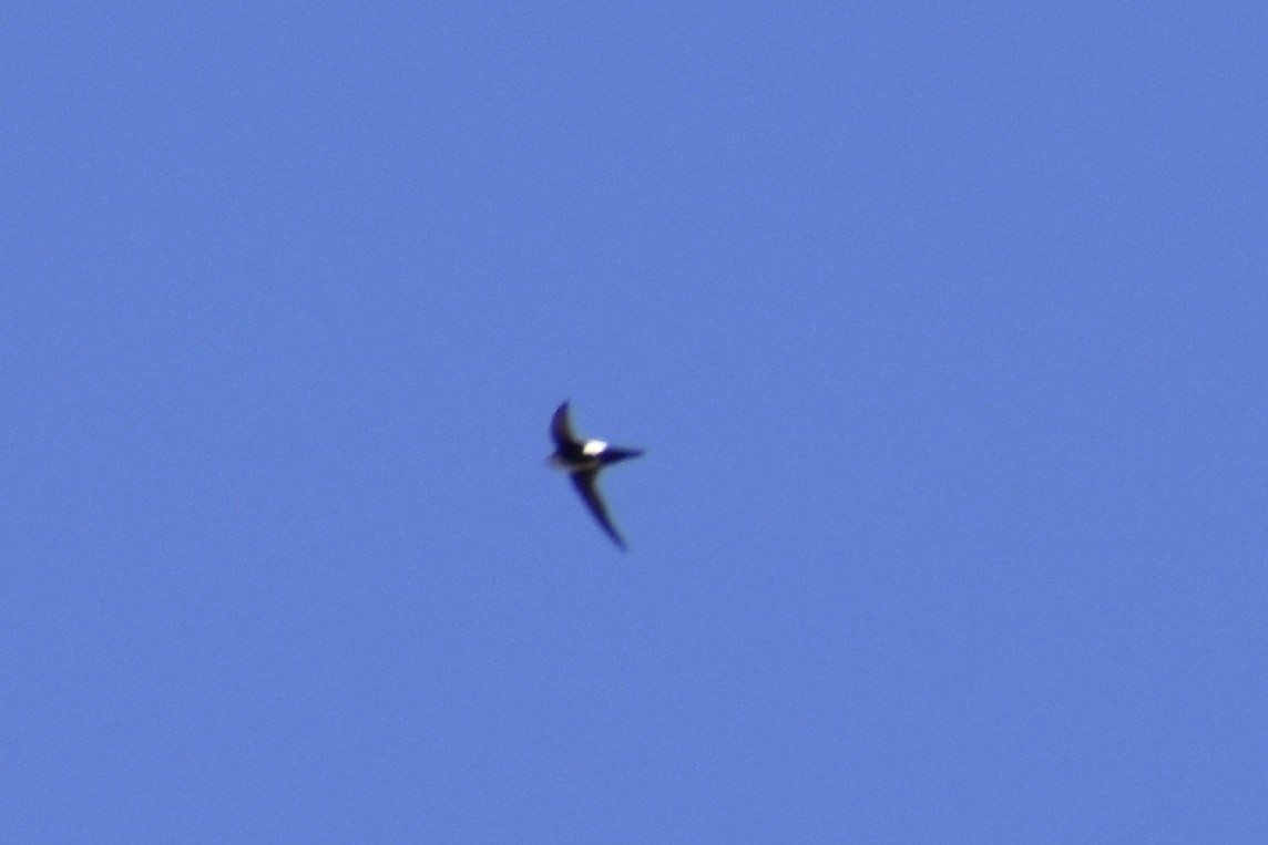 White-throated Swift - ML227327691