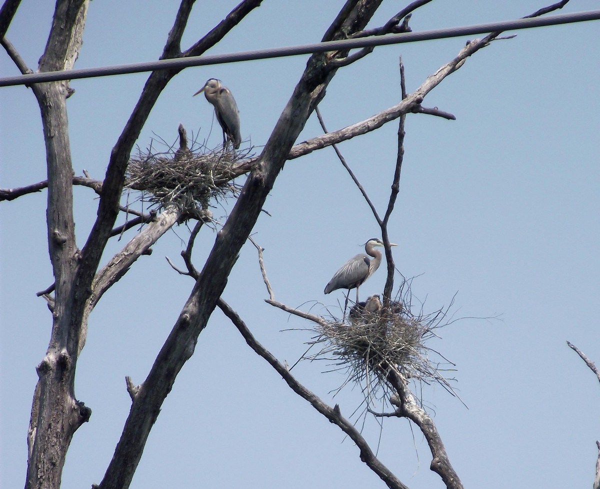 Great Blue Heron - ML227327871
