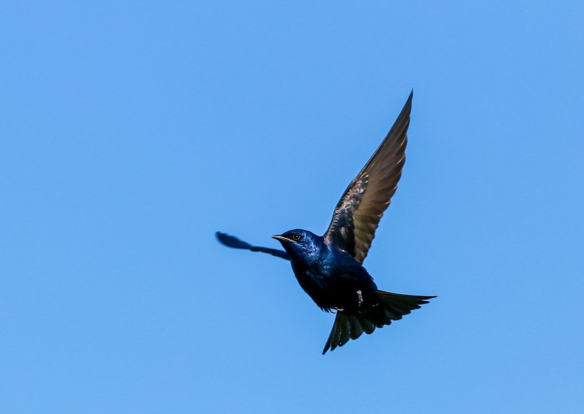 Purple Martin - ML227328071