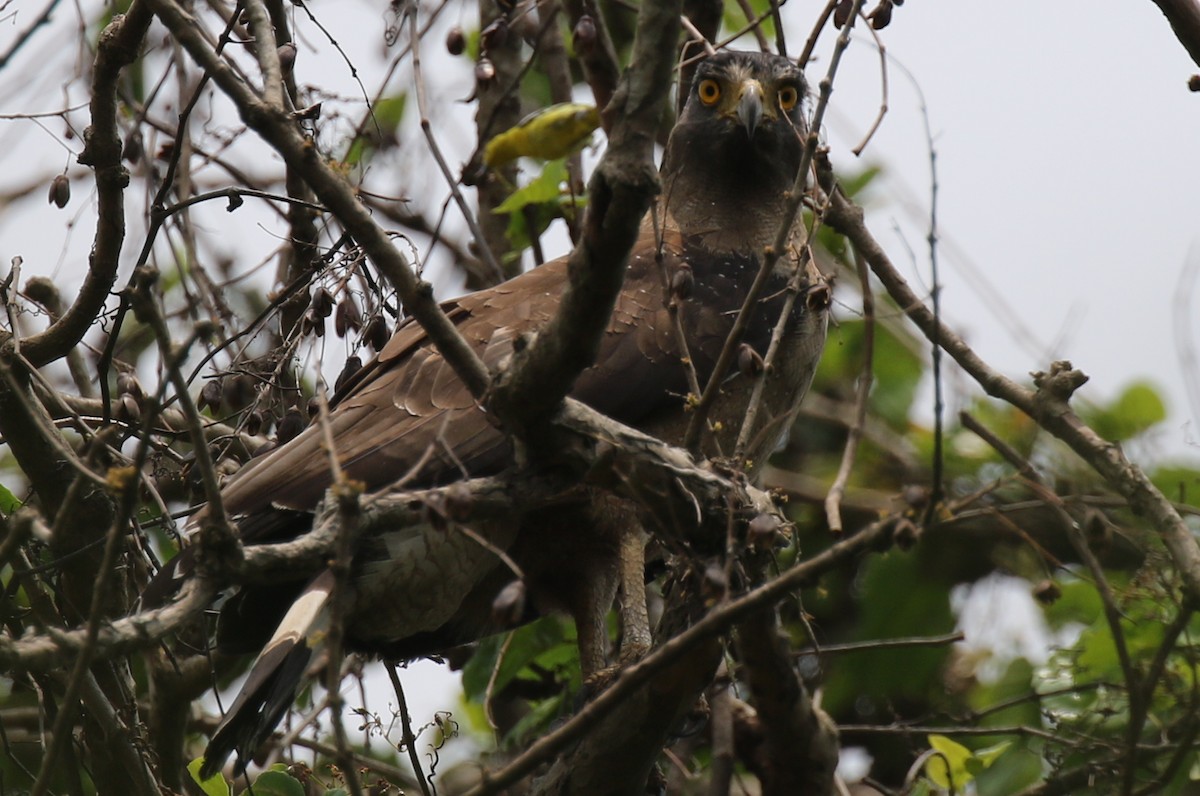 Crested Serpent-Eagle - ML227329311