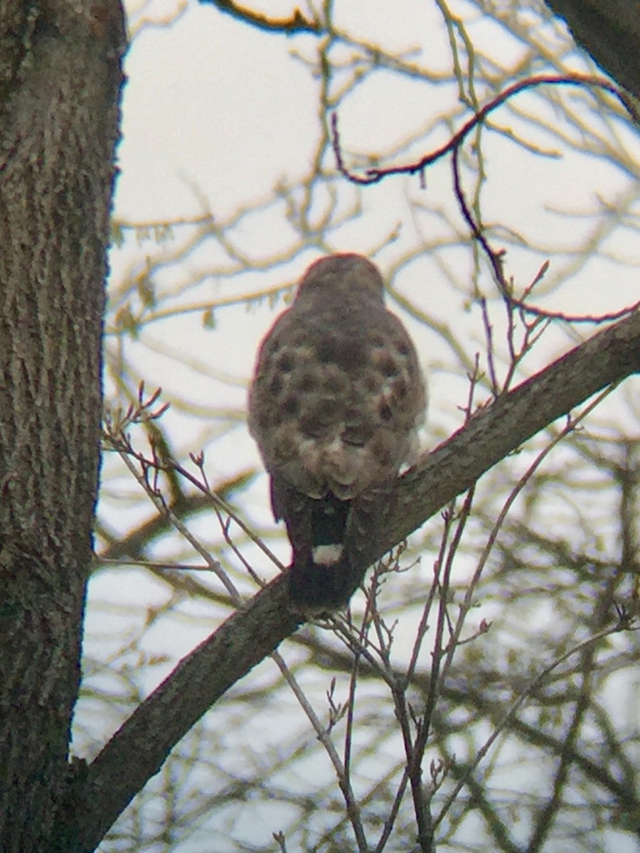 Broad-winged Hawk - ML227329751